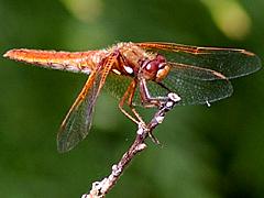 Cardinal Meadowhawk (female)